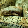 Hogh Island Boa-2